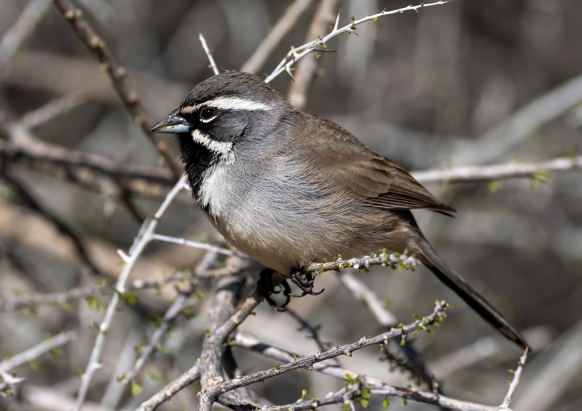 ノドグロヒメドリ - ML647796635