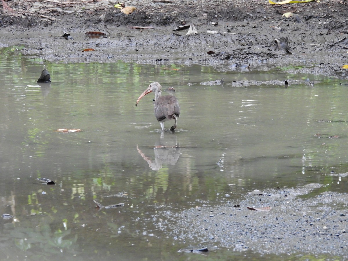 Ібіс білий - ML647796636