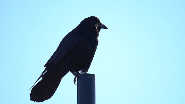Fish Crow - ML647796643