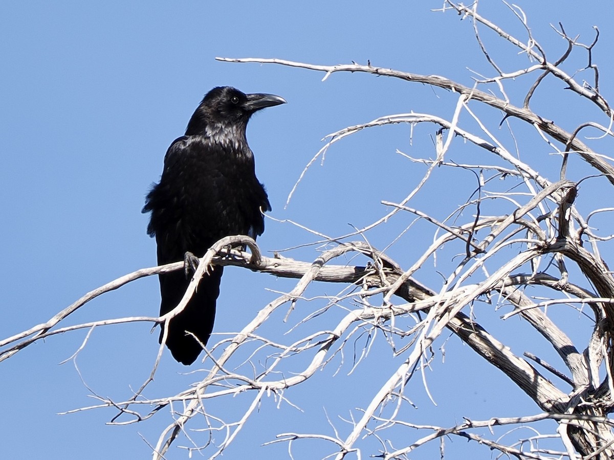עורב שחור - ML647796645