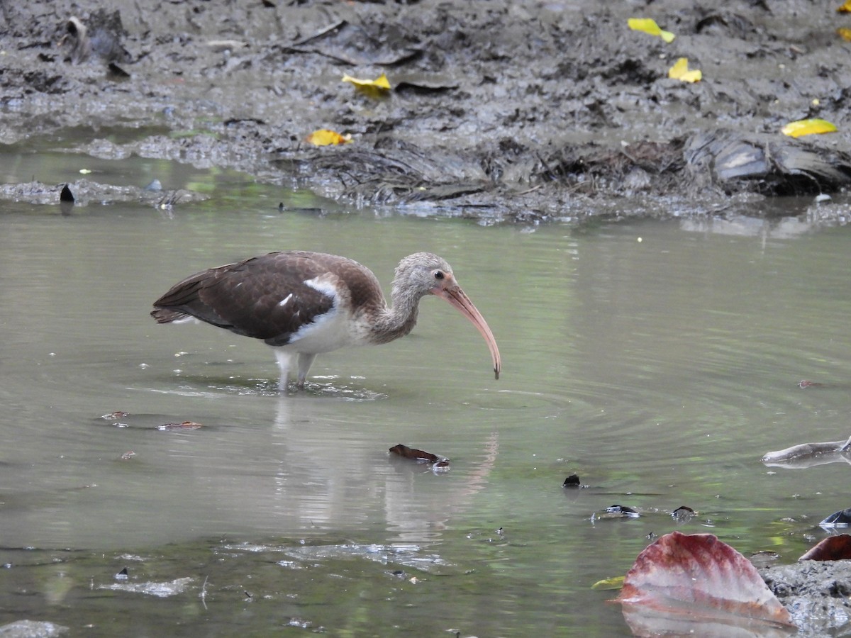 Ібіс білий - ML647796647