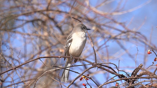 Northern Mockingbird - ML647796650