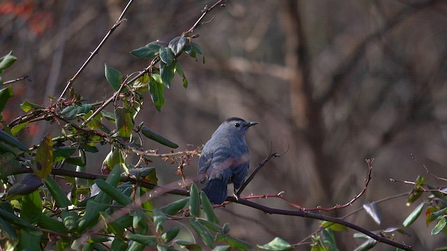 Gray Catbird - ML647796657