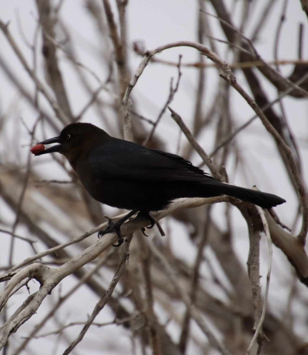 Great-tailed Grackle - ML647796663