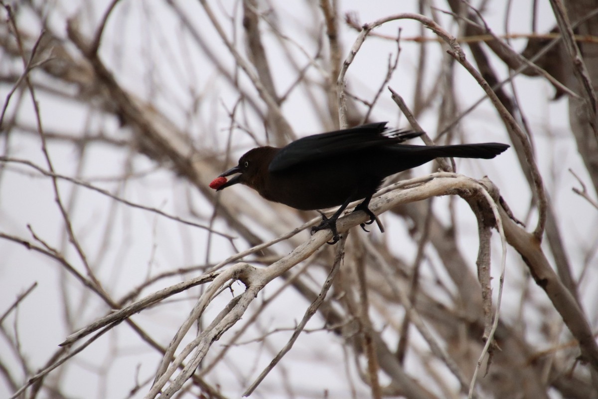 Great-tailed Grackle - ML647796664