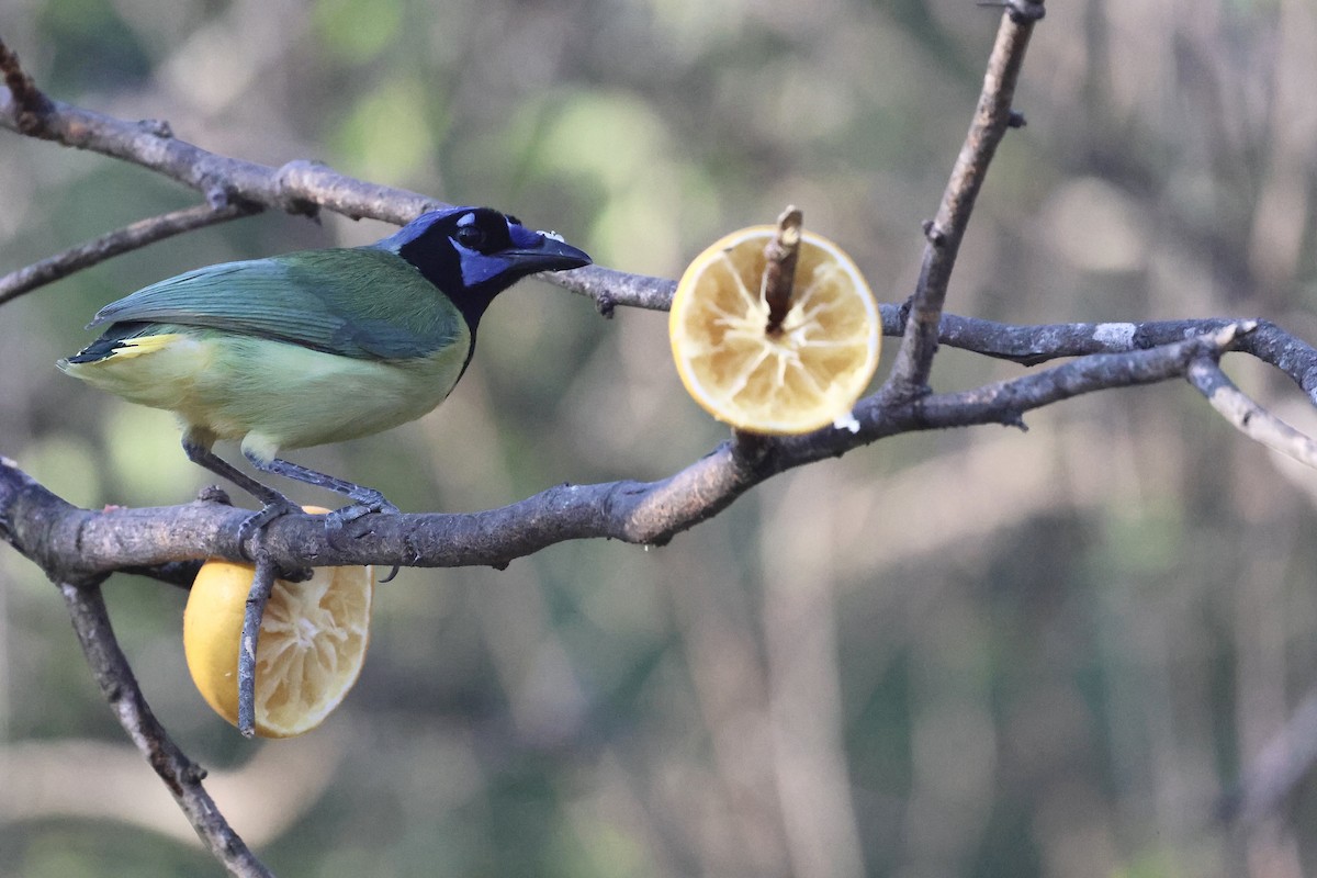 インカサンジャク - ML647796674