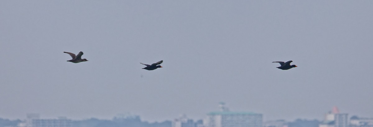 Американская синьга - ML647796681