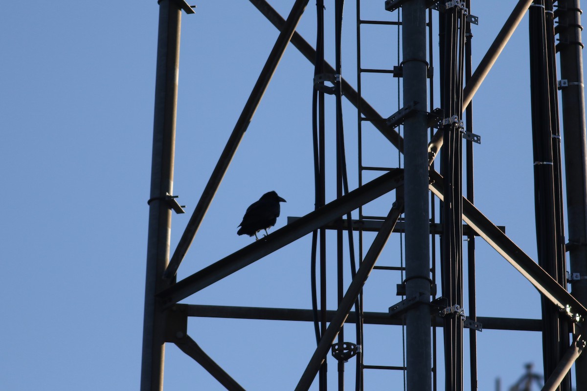 עורב שחור - ML647796682