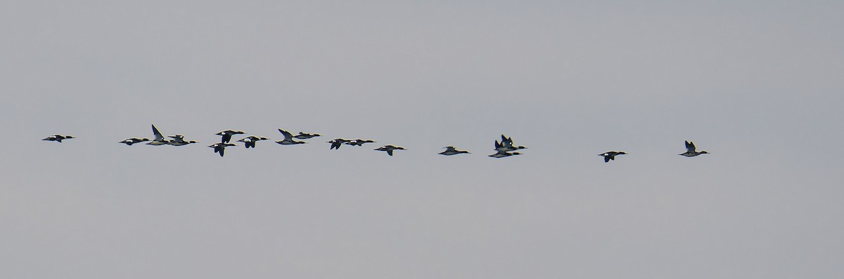 מרגון בינוני - ML647796690