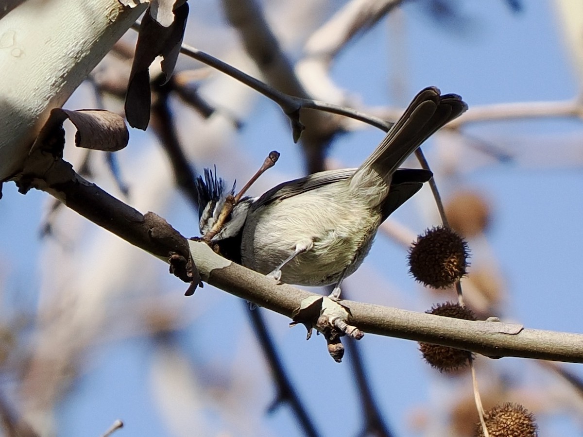 Bridled Titmouse - ML647796691