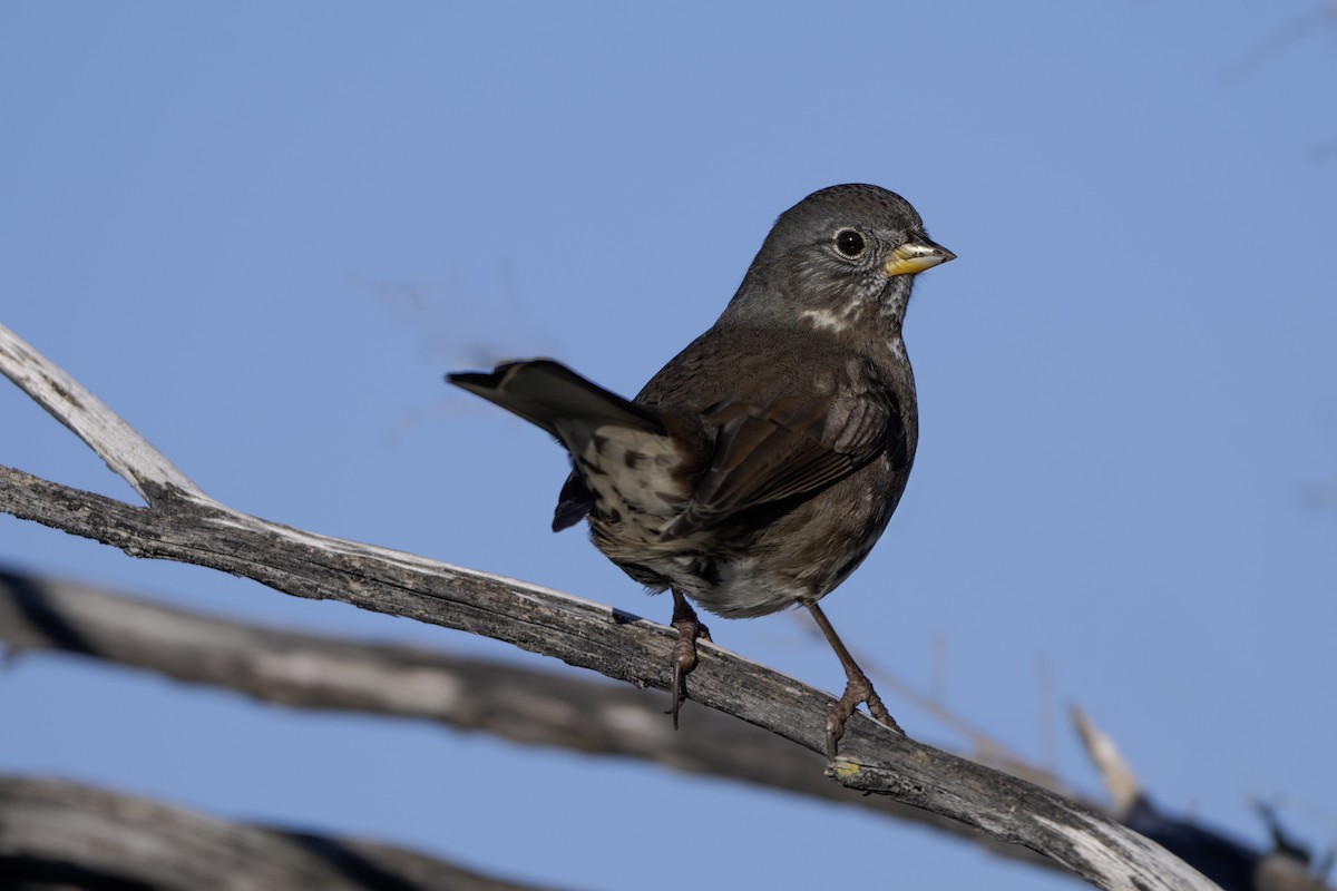 strnadec kaštanový - ML647796708