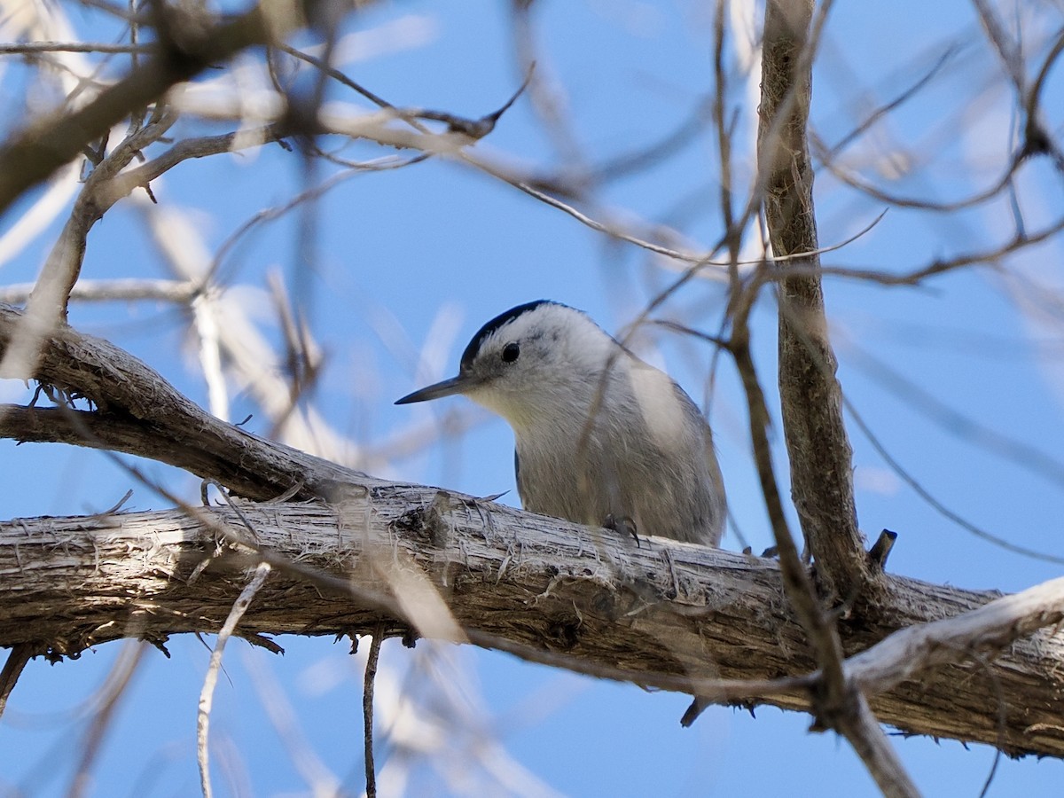White-breasted Nuthatch - ML647796709