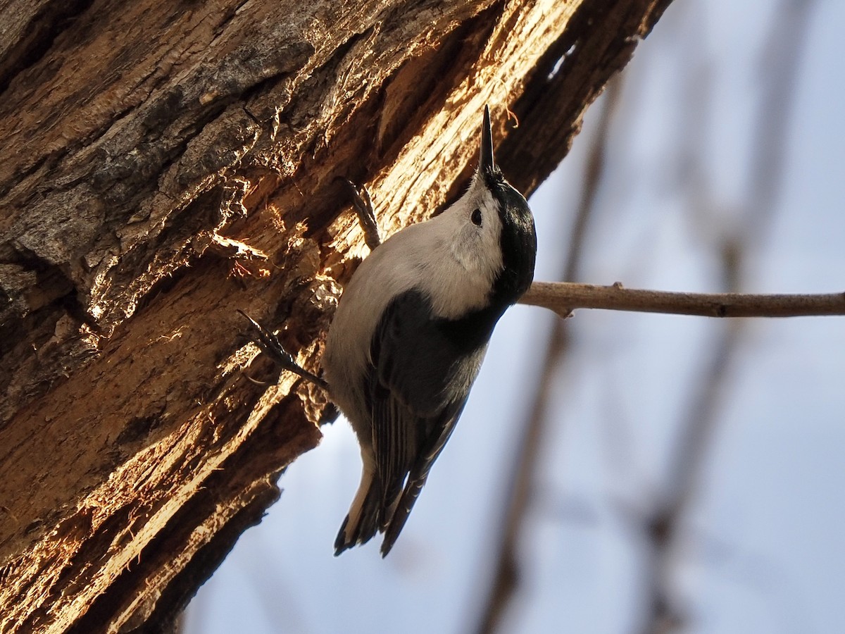 White-breasted Nuthatch - ML647796710