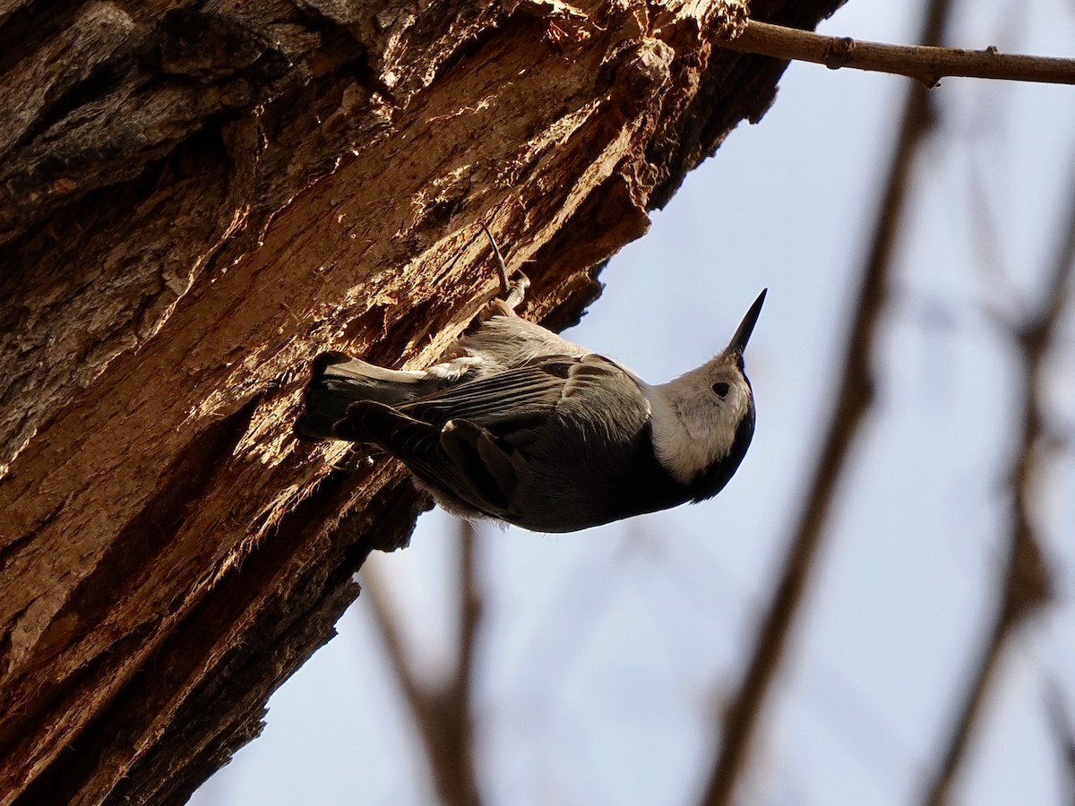 White-breasted Nuthatch - ML647796711