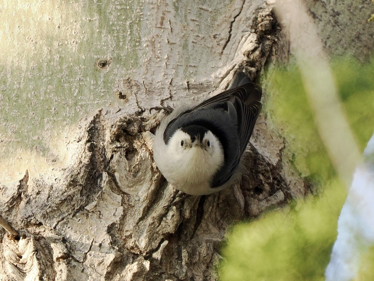 White-breasted Nuthatch - ML647796712