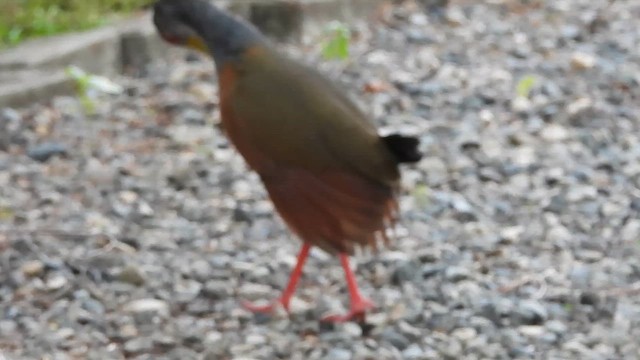 Gray-cowled Wood-Rail - ML647796730