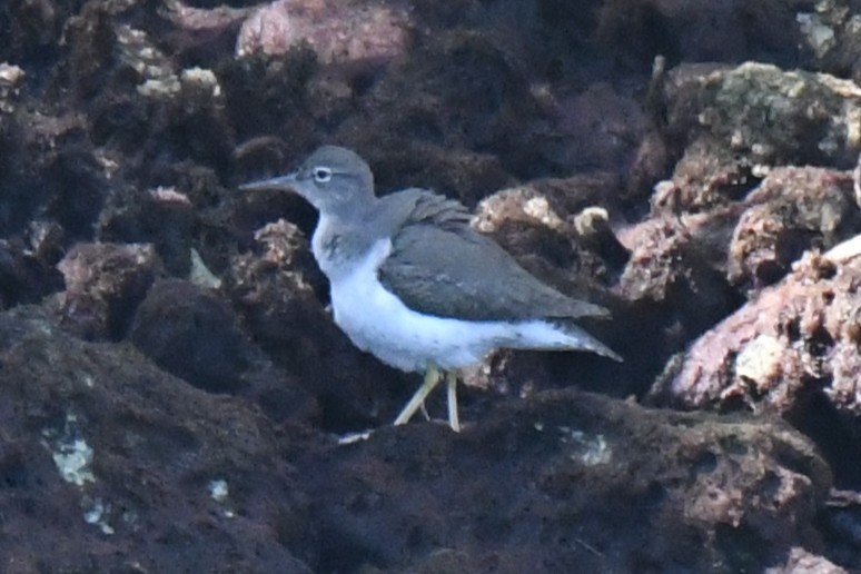 アメリカイソシギ - ML647796738