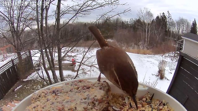 Carolina Wren - ML647796767