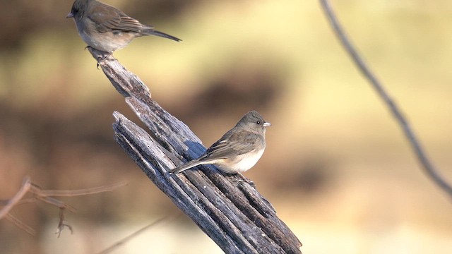 Dark-eyed Junco (Slate-colored) - ML647796775