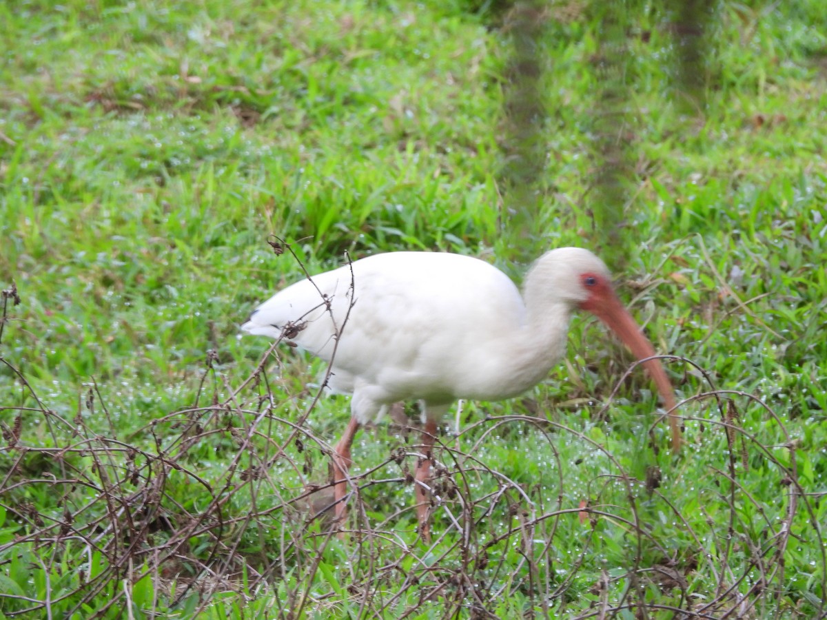 Ібіс білий - ML647796776