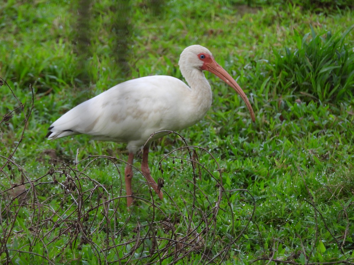 Ібіс білий - ML647796786