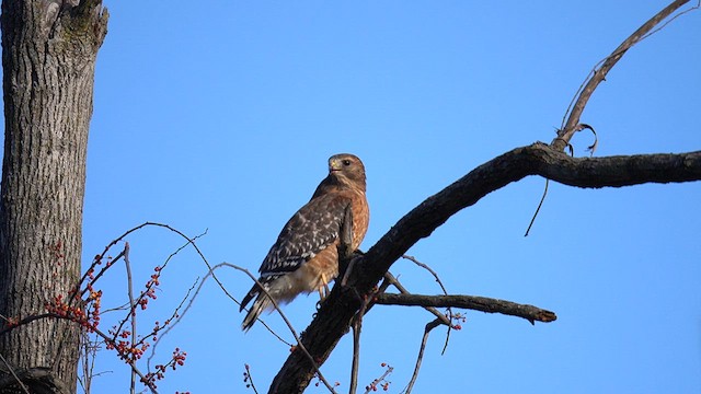 Red-shouldered Hawk (lineatus Group) - ML647796789