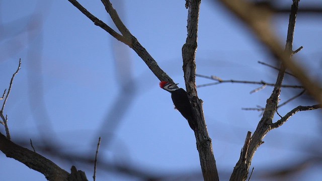 Pileated Woodpecker - ML647796801