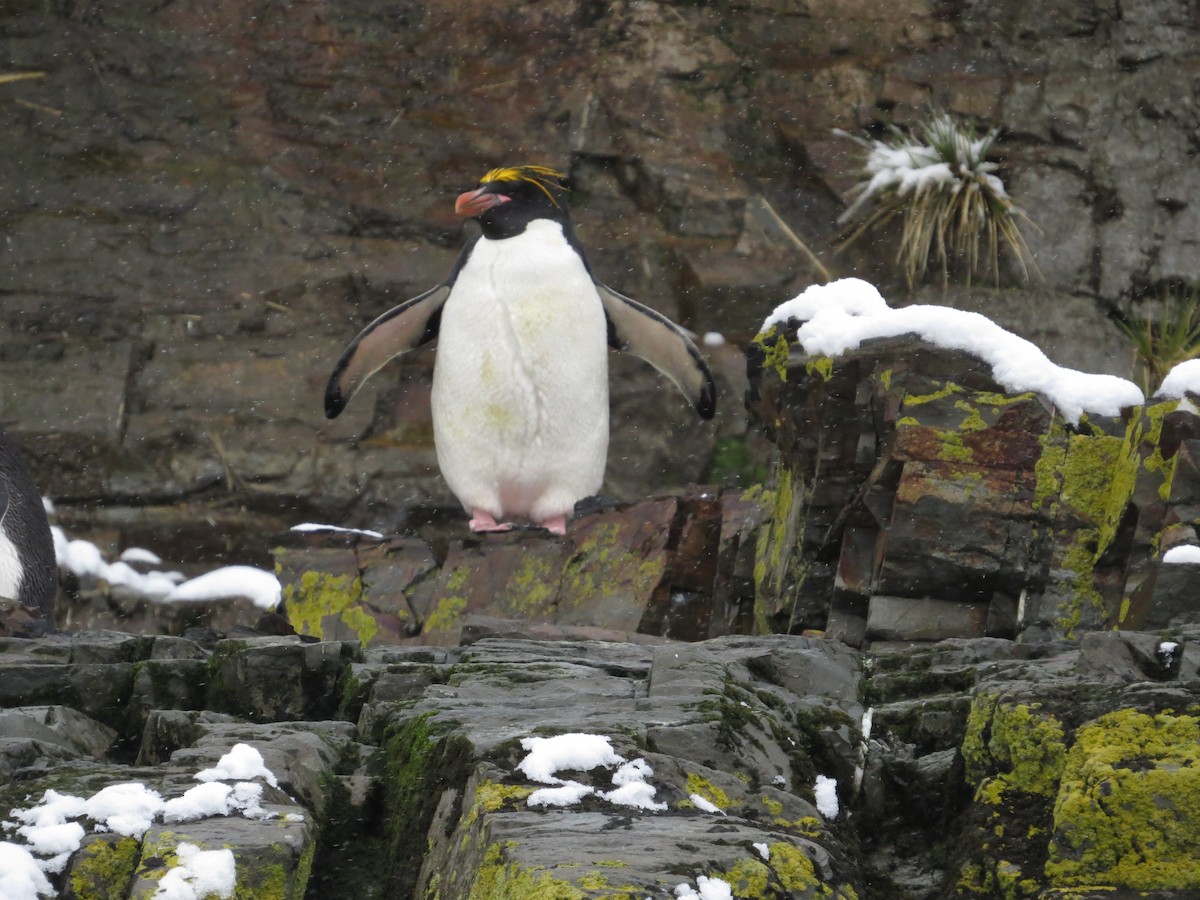 Macaroni Penguin - ML647796873
