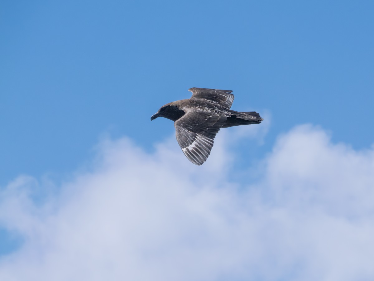 Поморник фолклендський - ML647796886