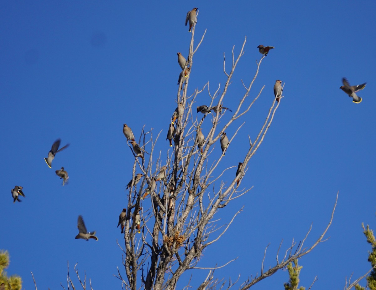 黃連雀 - ML647796888