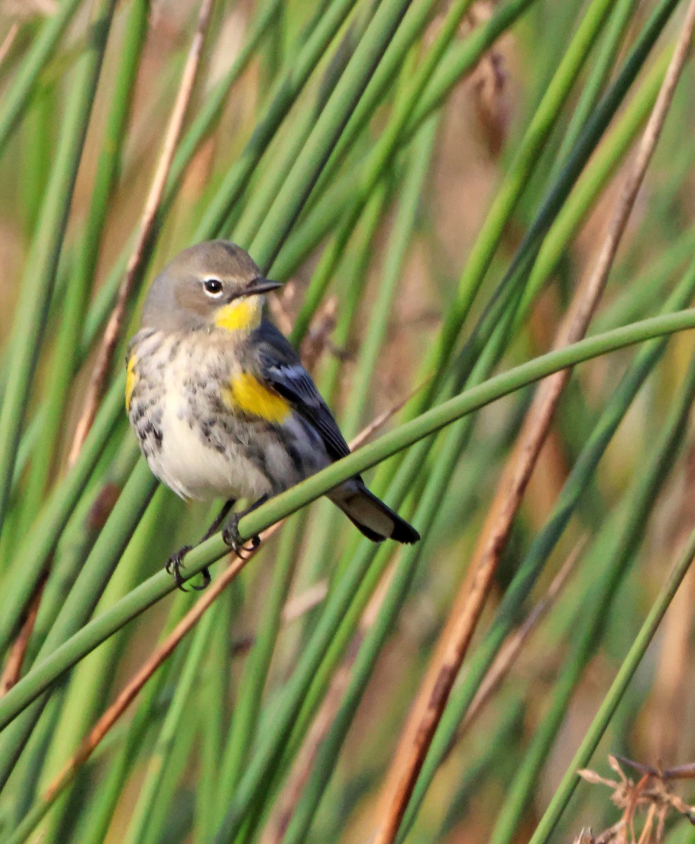 Yellow-rumped Warbler - ML647796895
