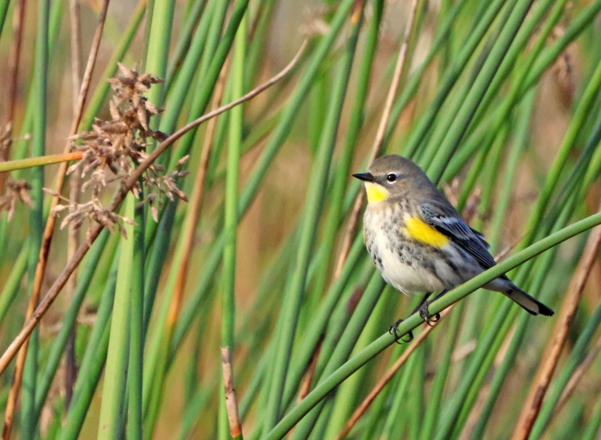 Yellow-rumped Warbler - ML647796897
