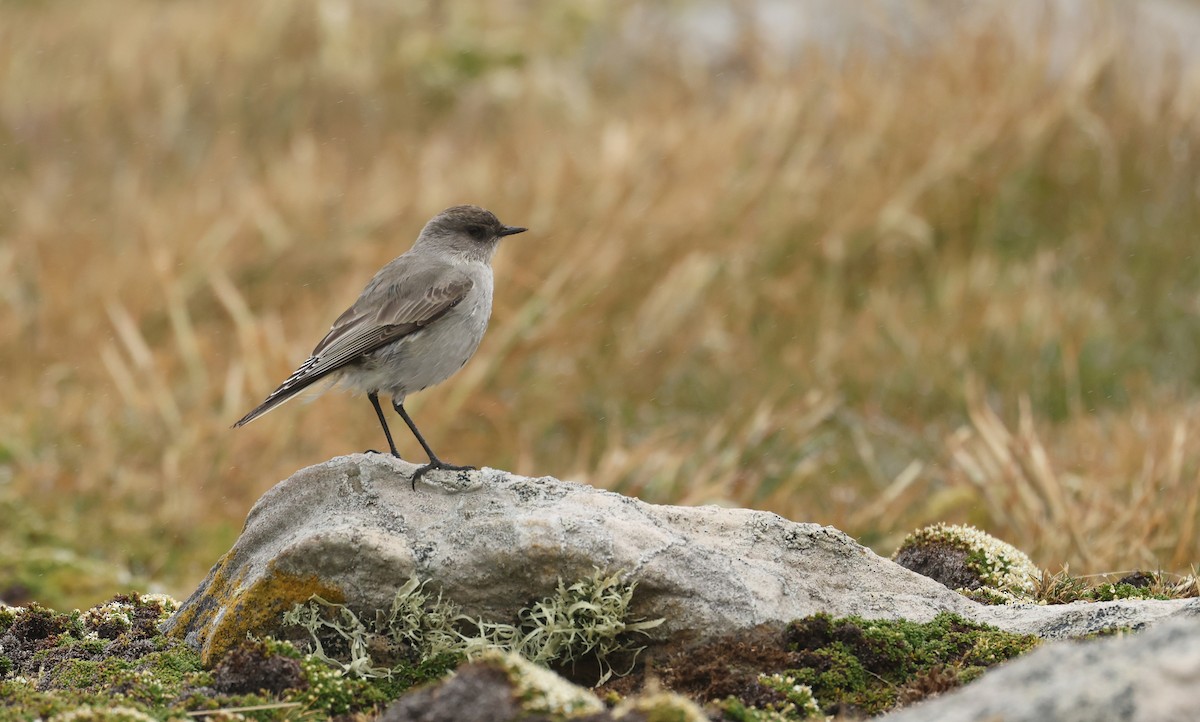 Dark-faced Ground-Tyrant - ML647796898