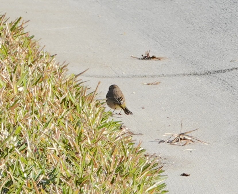 Palm Warbler - ML647796902