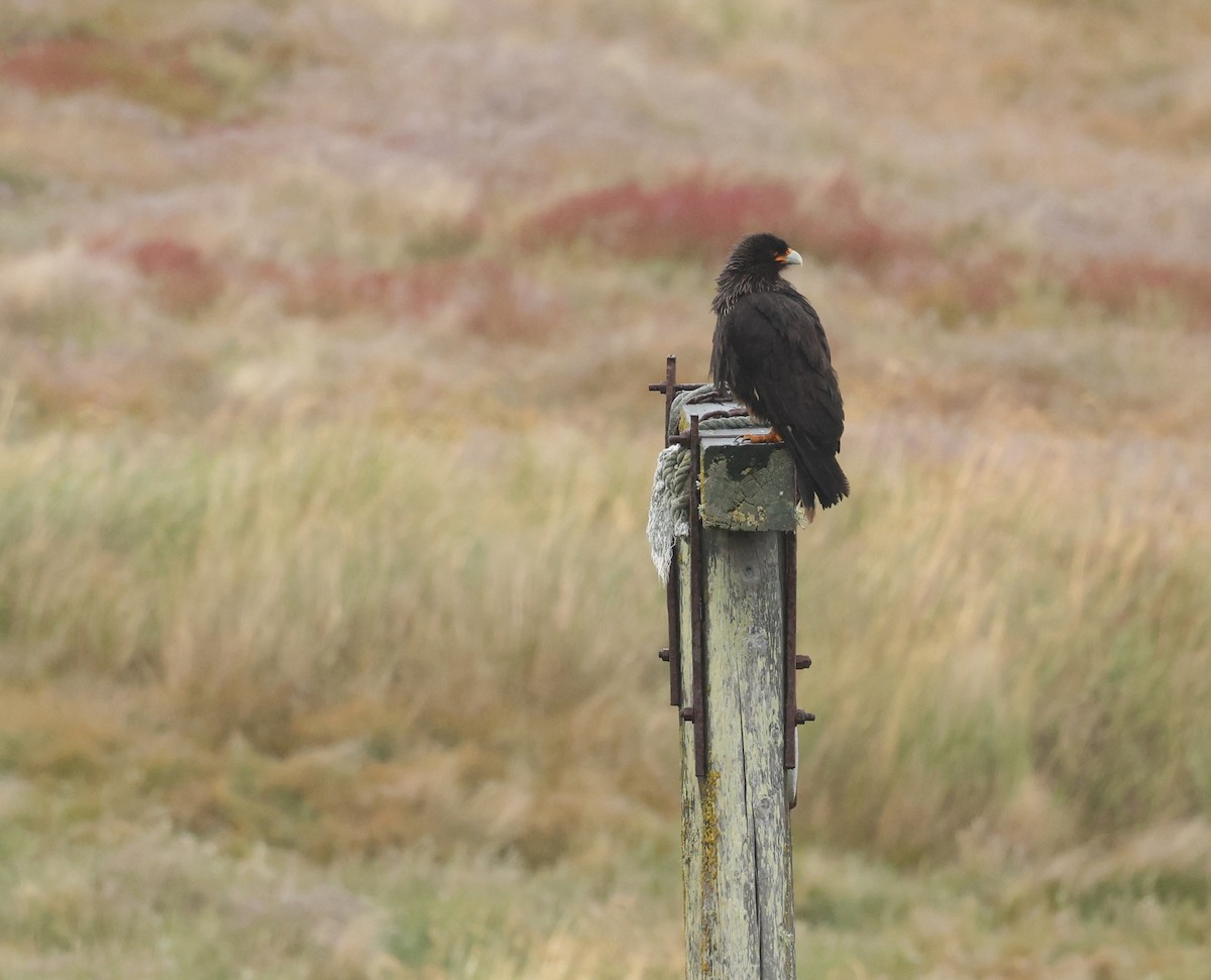 Striated Caracara - ML647796903