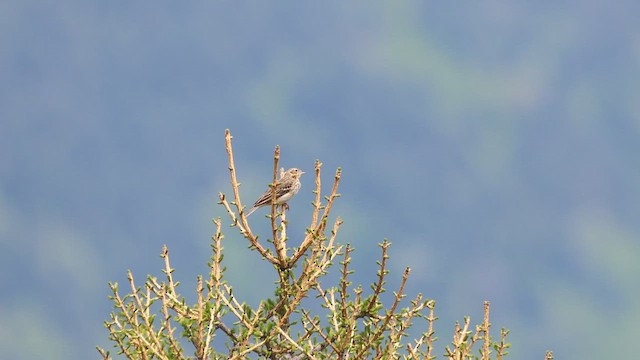 Tree Pipit - ML647796906
