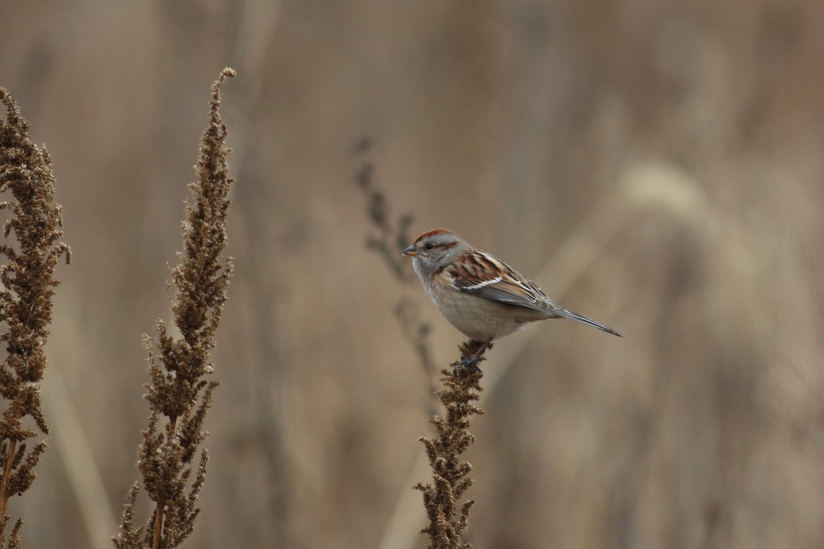 American Tree Sparrow - ML647796907