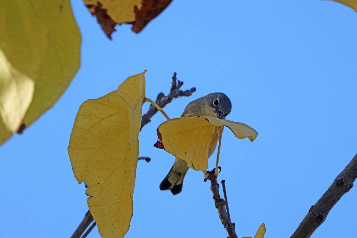 Yellow-rumped Warbler - ML647796910