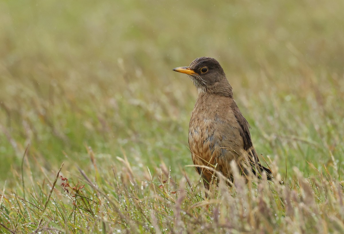 Austral Thrush - ML647796911