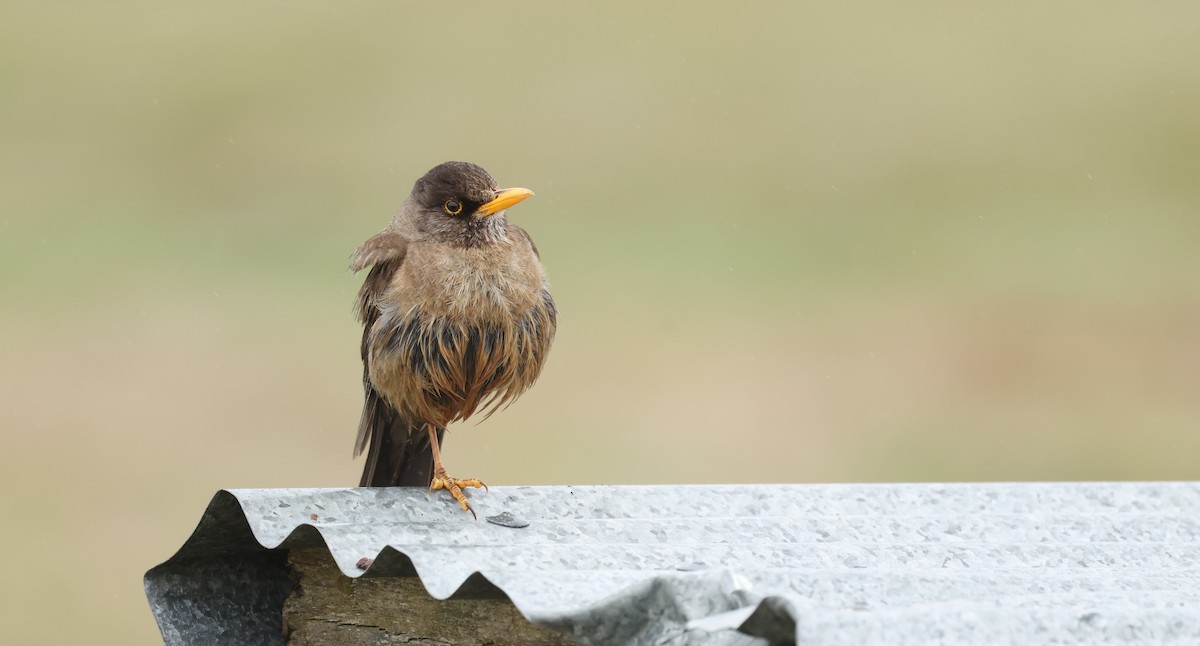 Austral Thrush - ML647796912