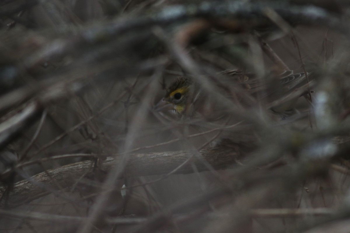 Dickcissel - ML647796913