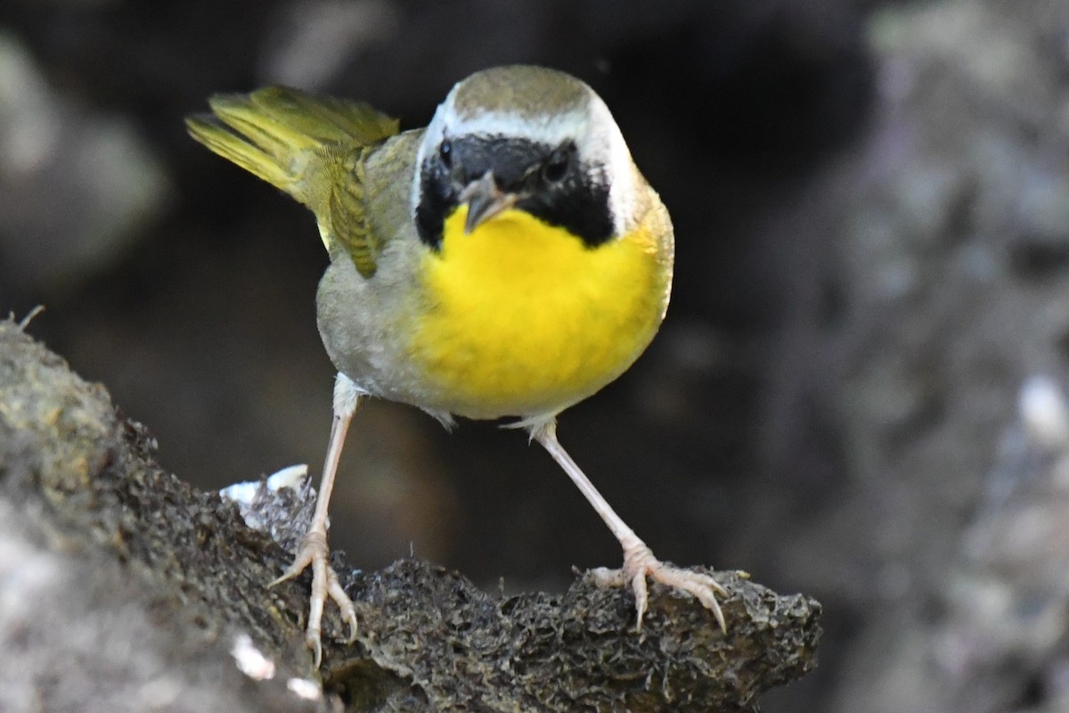 Common Yellowthroat - ML647796914