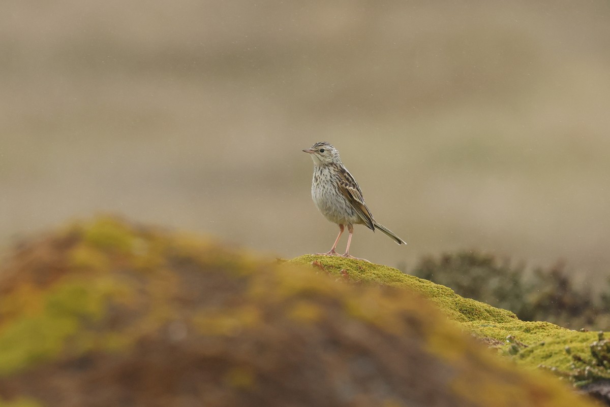 Correndera Pipit - ML647796915