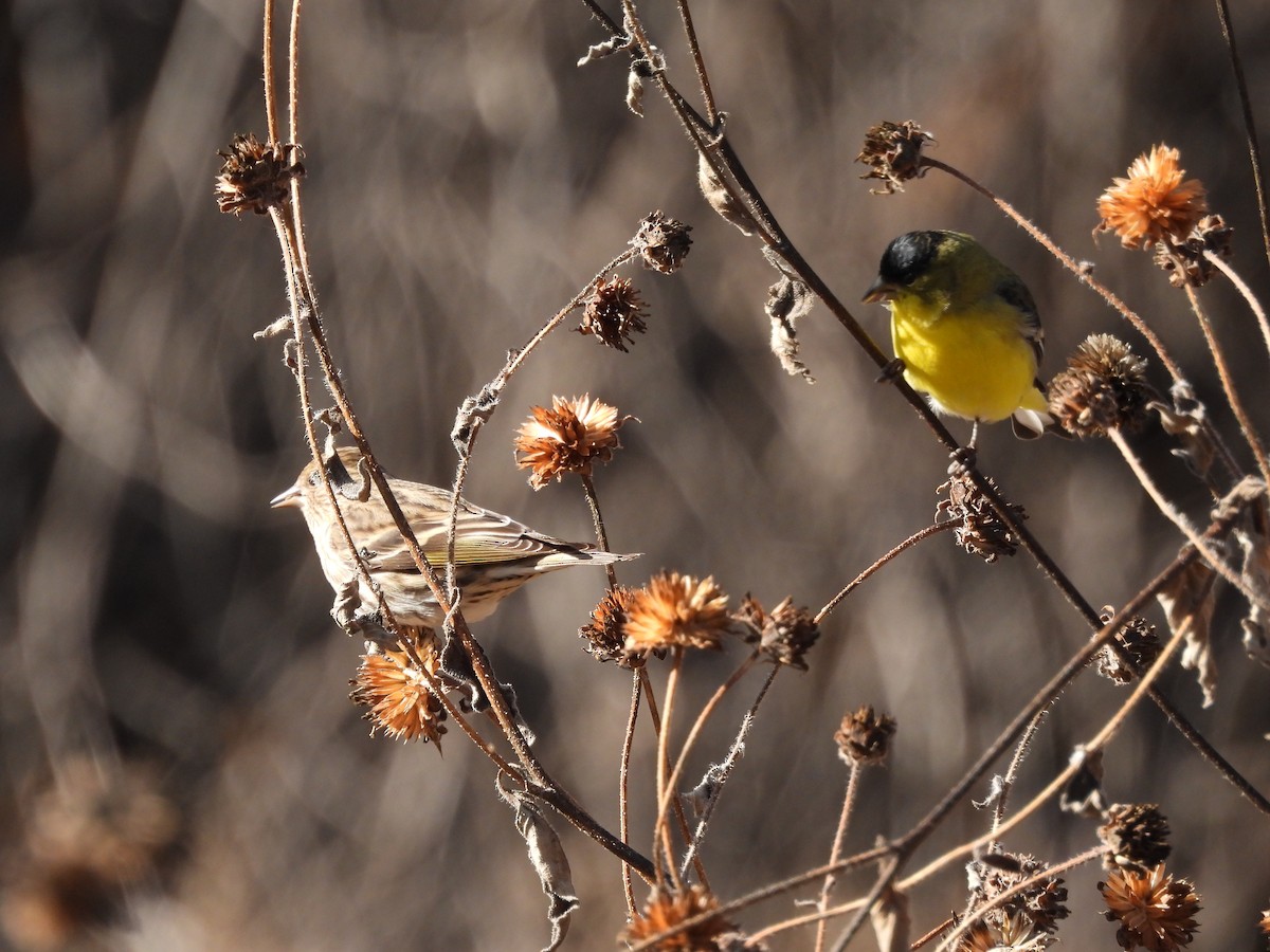 Pine Siskin - ML647796916