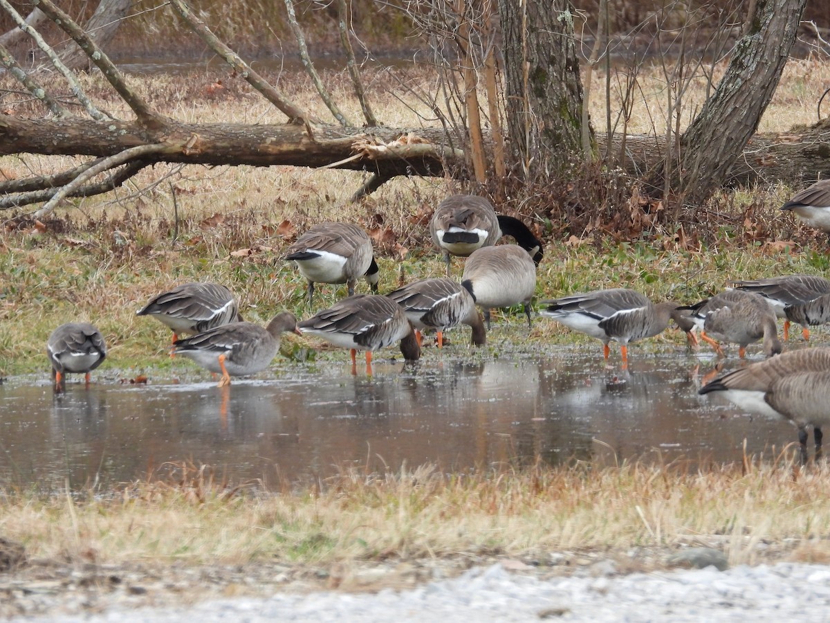 Greater White-fronted Goose - ML647796921