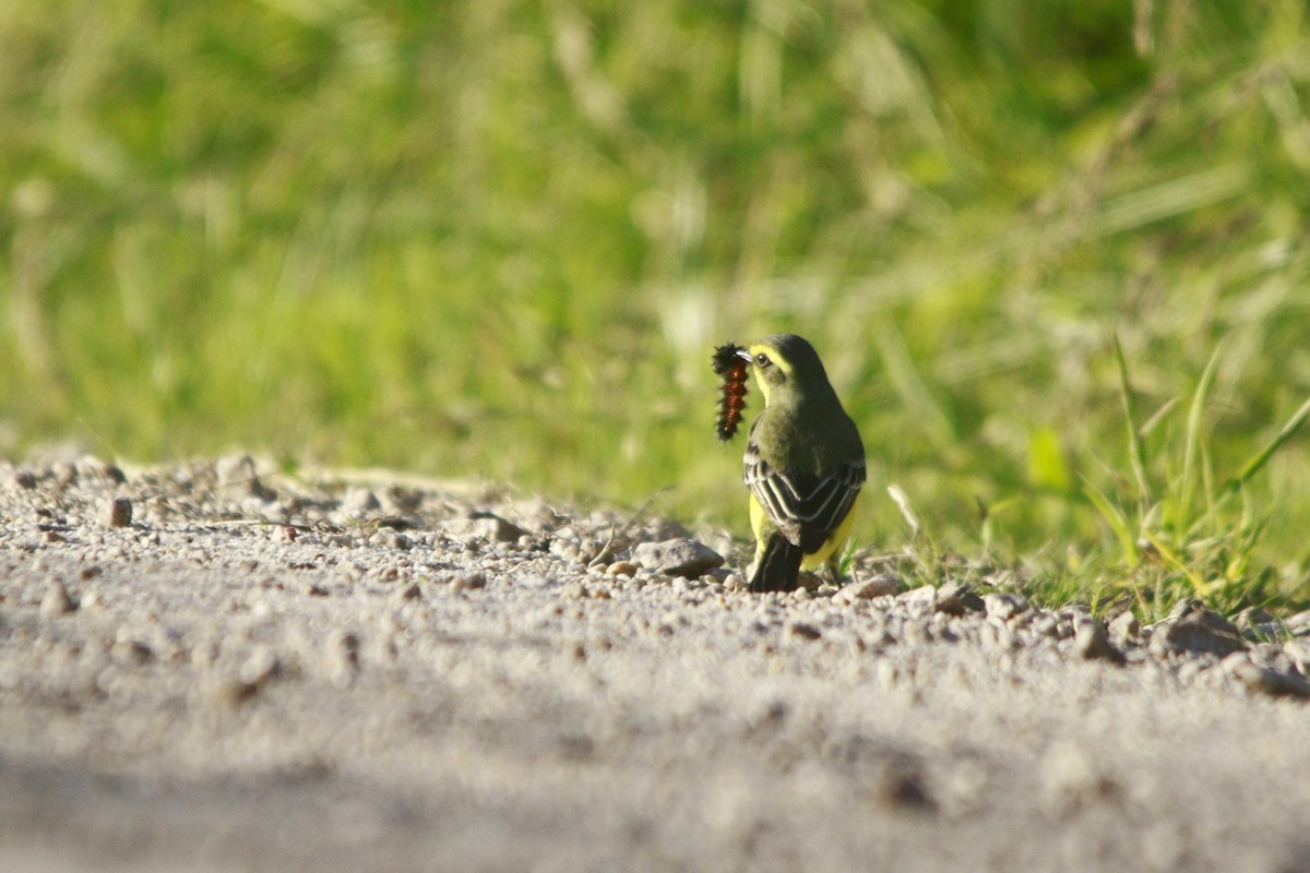 Yellow-browed Tyrant - ML647796923