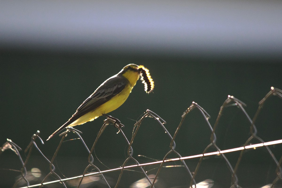 Yellow-browed Tyrant - ML647796924