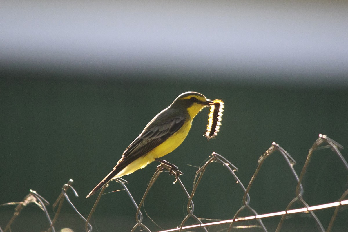 Yellow-browed Tyrant - ML647796925