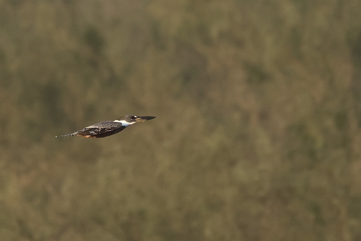 Ringed Kingfisher - ML647796926