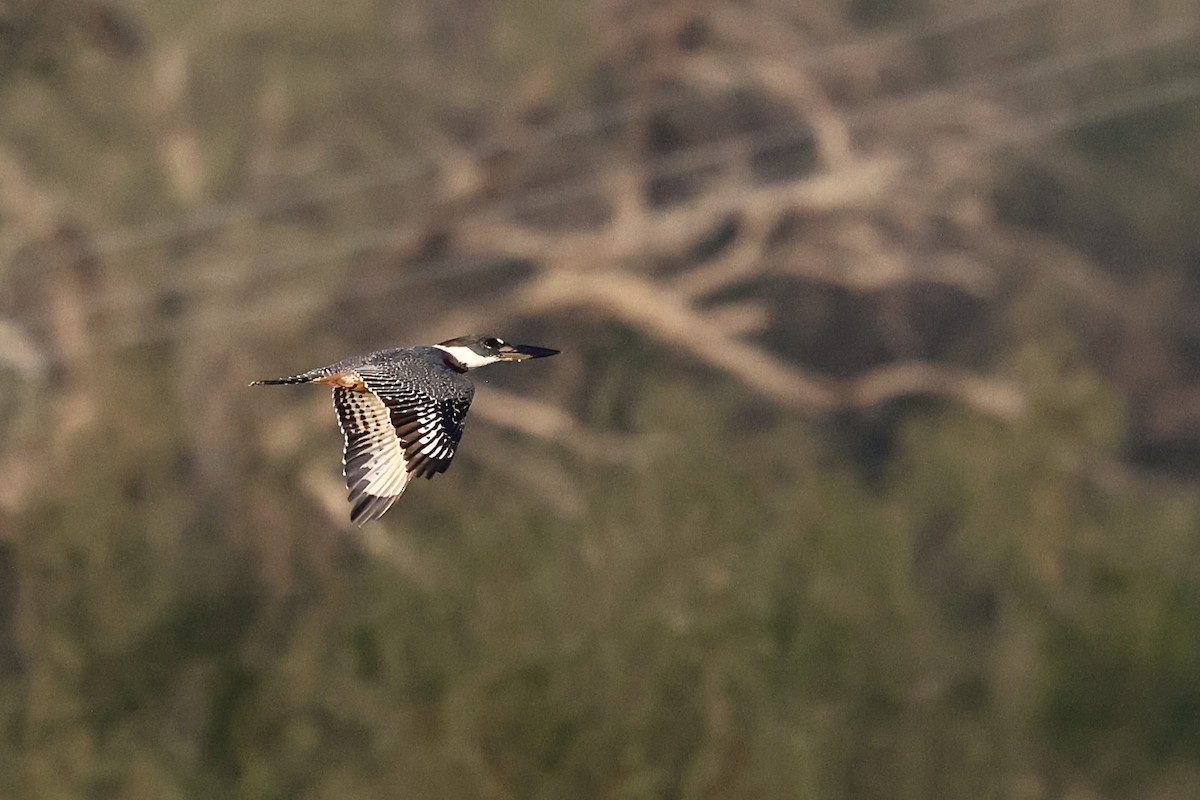 Ringed Kingfisher - ML647796927